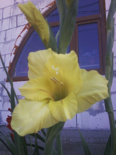 Fotografii-0045 - Gladiole 2011