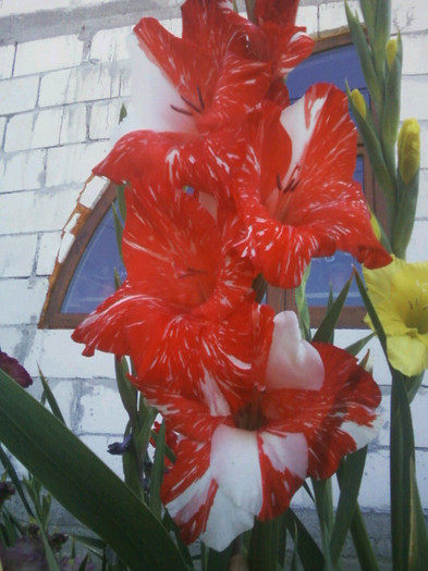 Fotografii-0046 - Gladiole 2011