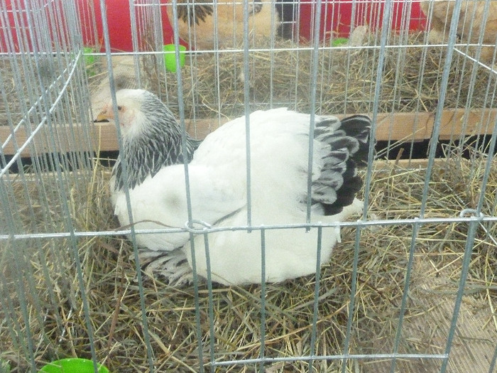 P1210043