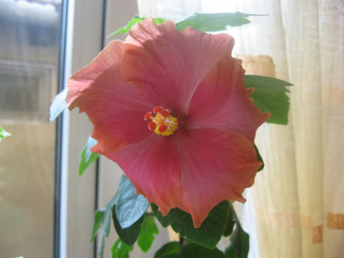 IMG_0794 - hibiscus