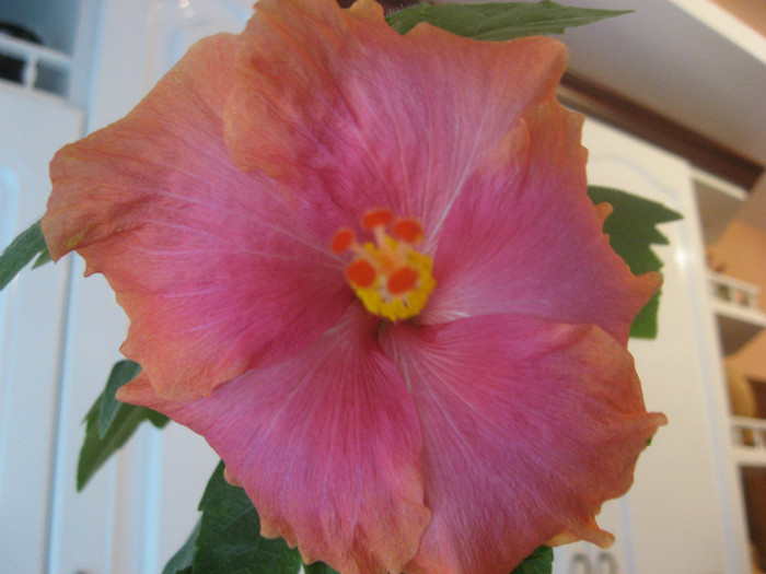 hibi de moreea - hibiscus