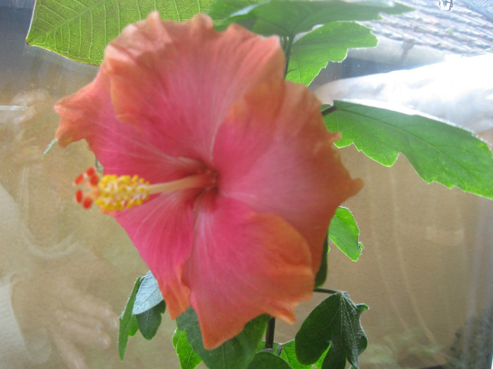 IMG_0800 - hibiscus