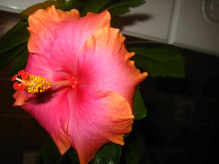 IMG_0804 - hibiscus