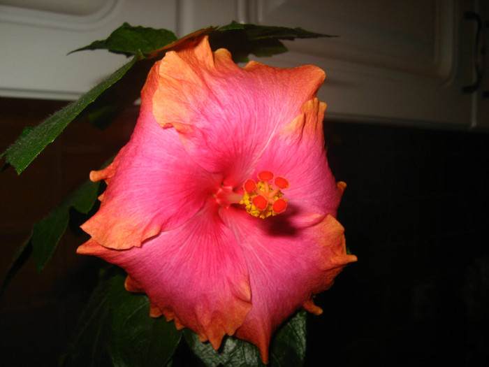 IMG_0805 - hibiscus