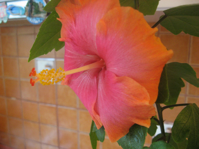 IMG_0806 - hibiscus