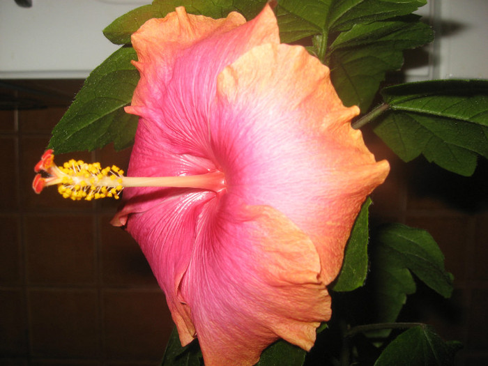 IMG_0807 - hibiscus