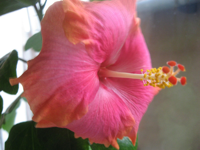 IMG_0815 - hibiscus