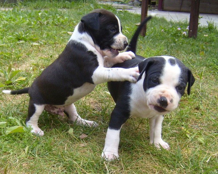 S7000308 - PITBULL PUI VANDUTI