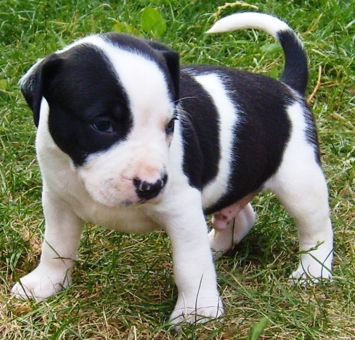 S7000349 - PITBULL PUI VANDUTI