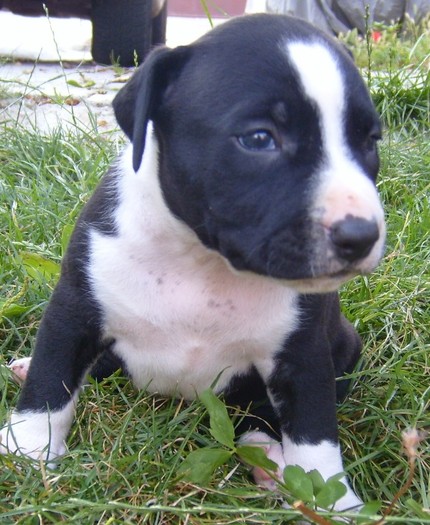 S7000354 - PITBULL PUI VANDUTI