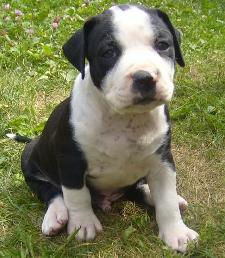 S7000534 - PITBULL PUI VANDUTI