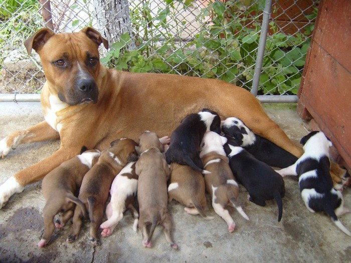 S7008315 - PITBULL PUI VANDUTI