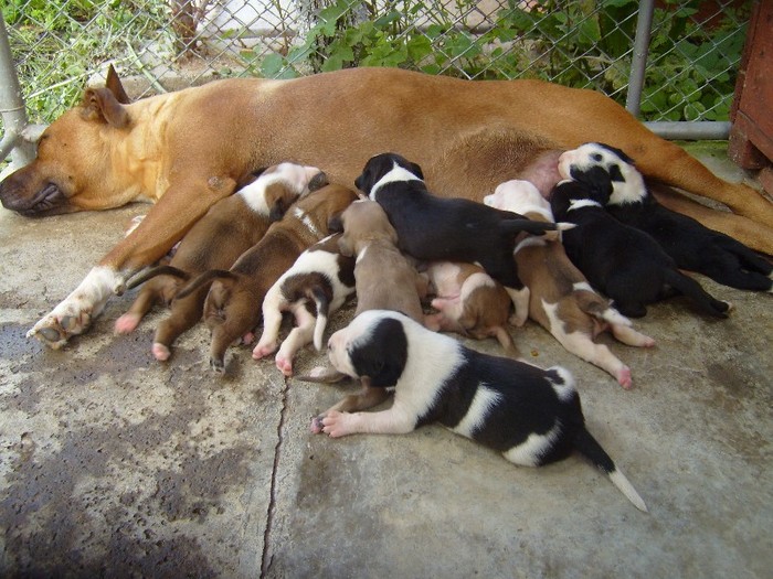 S7008317 - PITBULL PUI VANDUTI