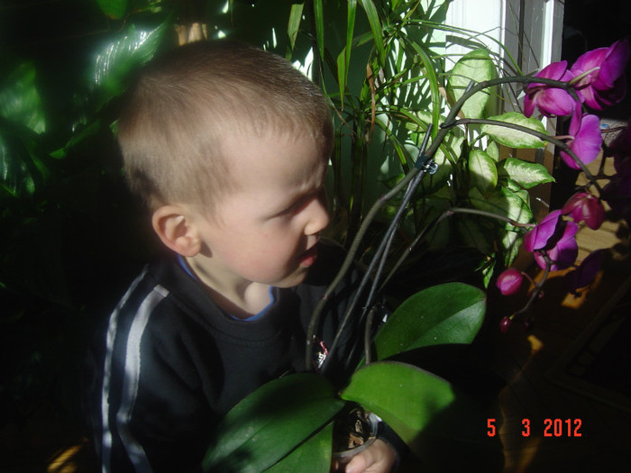 poze 163 - 2012 ORHIDEEA