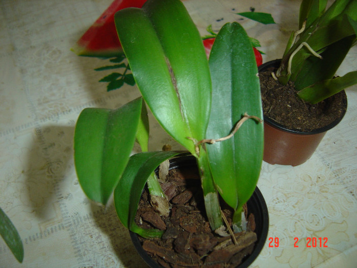 poze 140 - 2012 ORHIDEEA