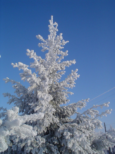 DSC07412 - foto iarna diverse 2007