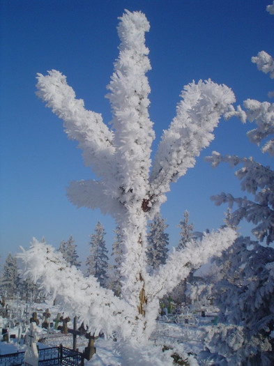 DSC07414 - foto iarna diverse 2007