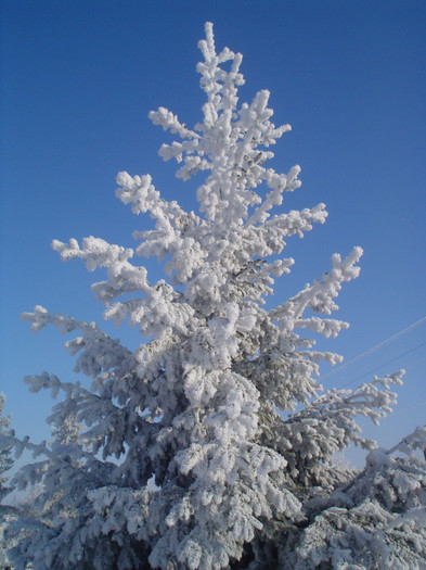 DSC07415 - foto iarna diverse 2007