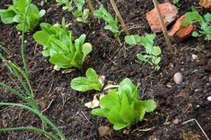 Laptuca sadita in asociere cu ceapa si mazare - Asocierea plantelor in gradina -Associating plants in the garden