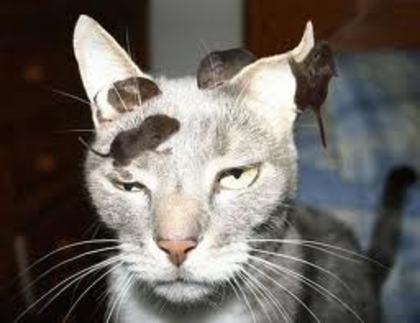 images (100) - Animale amuzante