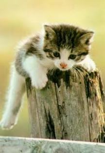 images - Animale amuzante