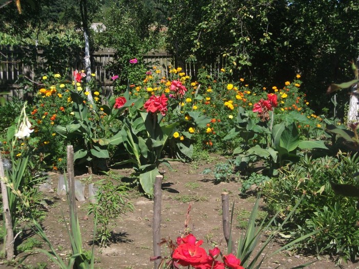 Niste flori superbe acestea rosii.; Stiu ca exista si galbene...asadar este cineva dispus sa ofere la schimb?
