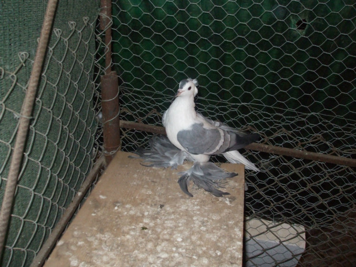 DSCF2099 - AMINTIRI-ARHIVA