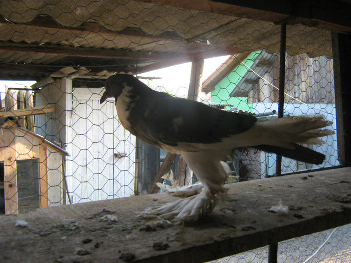IMG_0886 - AMINTIRI-ARHIVA