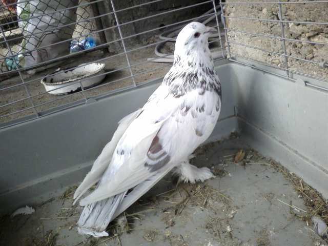 Photo0347
