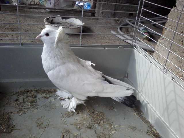Photo0350