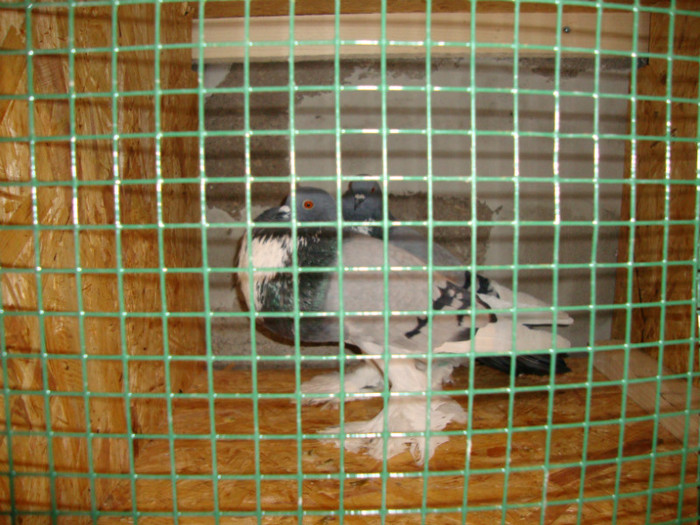 DSC00539