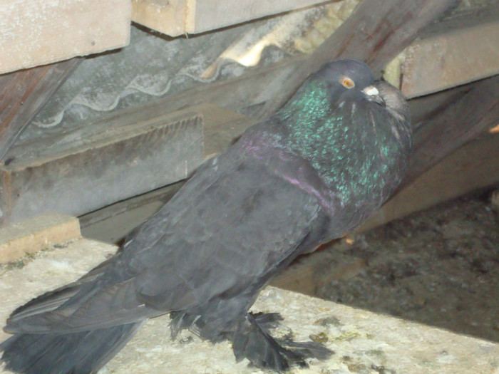 DSC00599