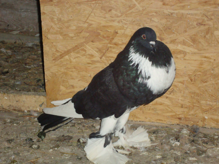 DSC00650