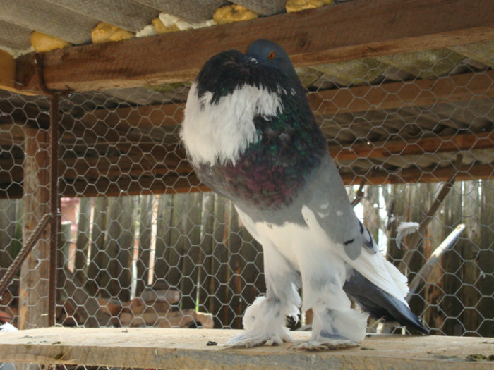 DSC00667