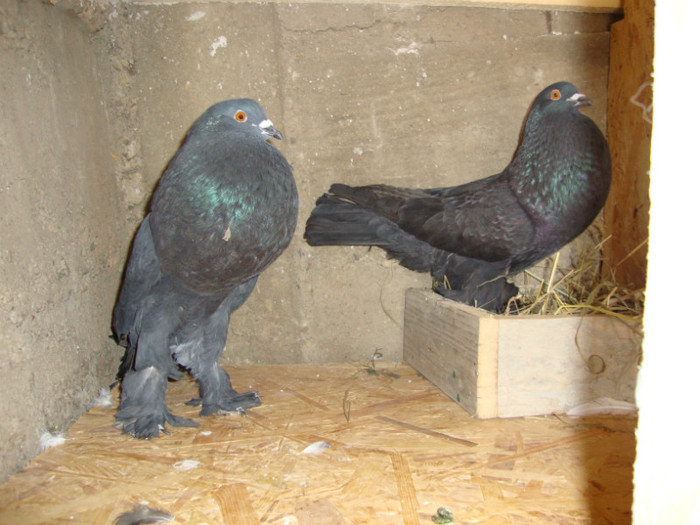 DSC00686