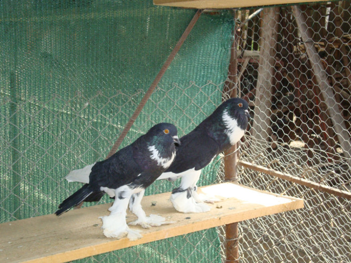 DSC00689