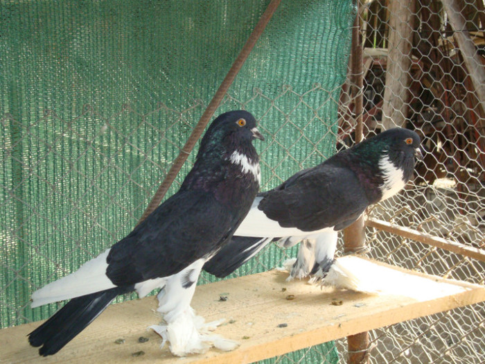 DSC00690
