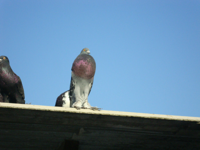 DSC00715