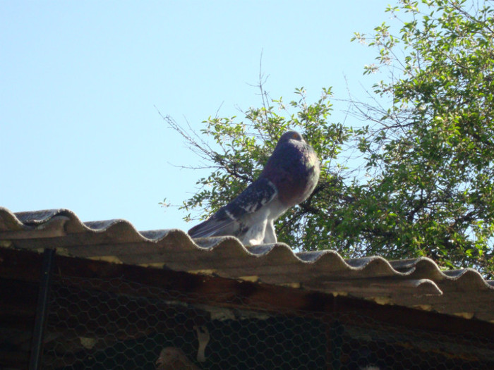 DSC00743