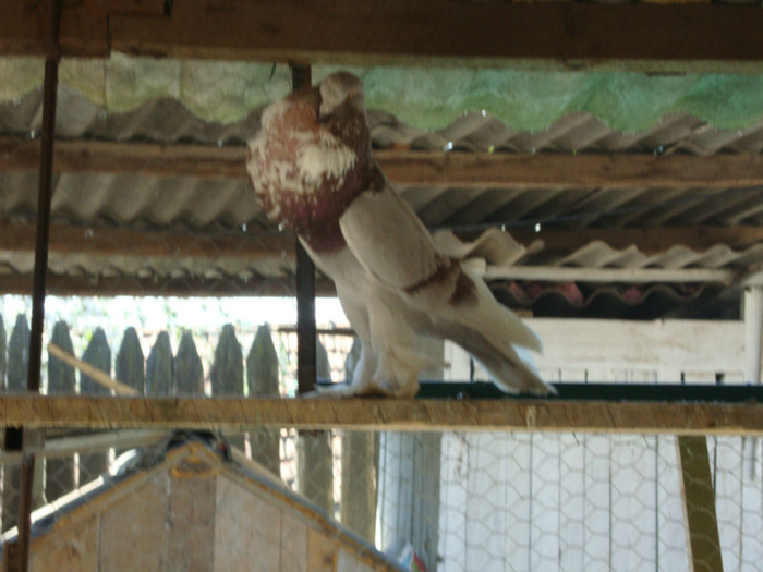 DSC00752