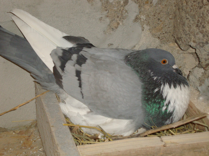 DSC00762