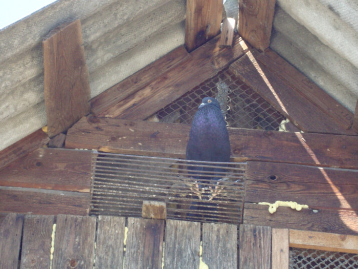 DSC00785