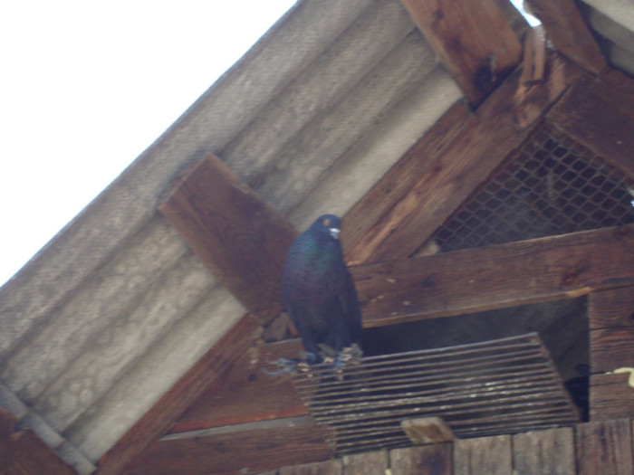 DSC00793
