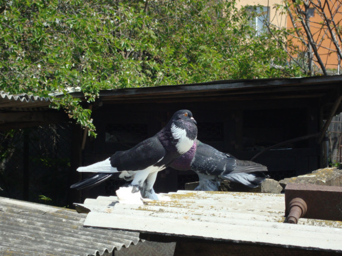DSC00803
