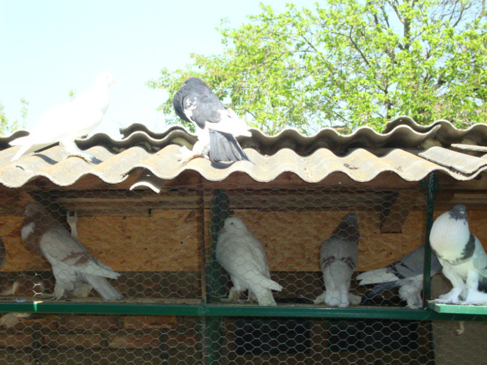 DSC00809