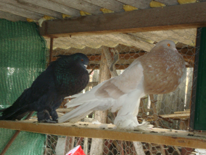 DSC00825
