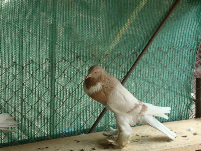 DSC00826