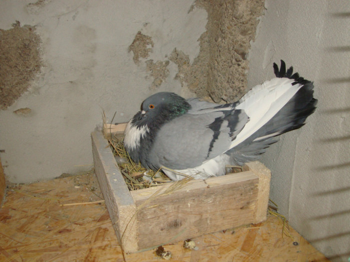 DSC00836