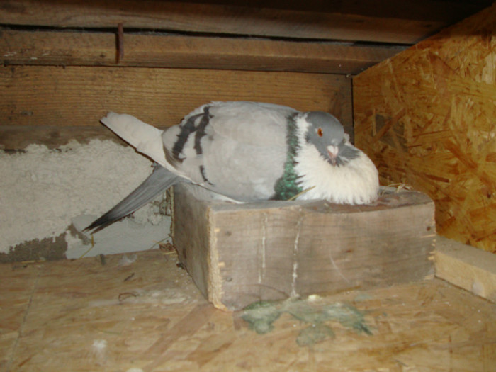 DSC00840