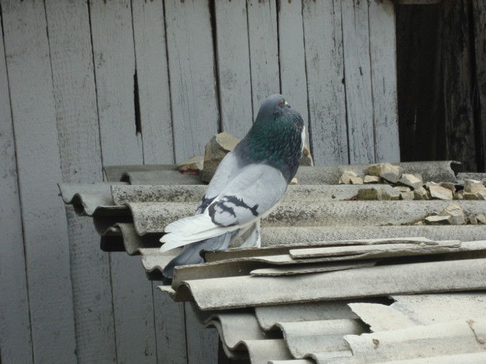 DSC00850